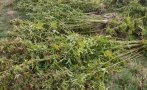 ожънаха нива марихуана района перник снимки