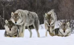 хайка вълци село плоски глутници нападат стадата местните