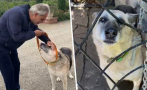 Андреа Бочели осинови куче, спасено в Украйна (СНИМКА)