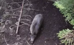 Млади ловци спасиха прасе от яма в Родопите, вместо да го убият