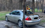 Клон потроши кола в пловдивски парк, падна на метър от баща с дете