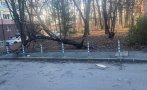 Общо 128 сигнала за паднали дървета, клони, огради, ламарини, билбордове са отработени в София