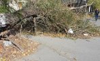 Силният вятър събори дървета в Боровец, пострадаха коли