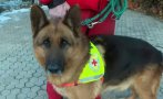 Българско куче спасител намери оцеляла в Антакия