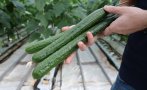 хората отказват плодове зеленчуци заради високите цени