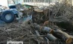 Незаконна сеч в столичния квартал 