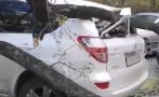 Дърво падна върху автомобил с жена и дете в София (СНИМКА)