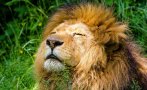Пастири от Кения убиха най-стария лъв в света