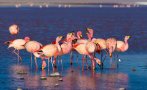 красивото розово фламинго избяга поморийското езеро