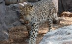 Два леопарда избягаха от зоопарка в Стара Загора