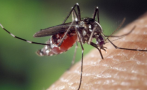 12 са отровени от препарат срещу комари в албански хотел