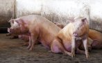Африканска чума по свинете тръгна в монтанските села