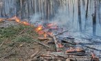 Пожар лумна в гората над Елешница