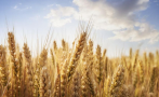 Румъния ще наложи 30-дневна забрана за внос на украинско зърно