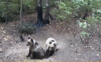 Мечка с малки мечета се разходи край пловдивско село