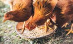 БАБХ обяви огнище на инфлуенца по птиците в село Мало Конаре