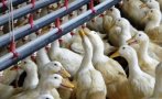 Избиват 12 600 патици заради инфлуенца тип А във ферма край Пазарджик