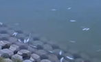 Мъртва риба изплува от Гребния канал в Пловдив (ВИДЕО)