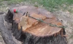 В Дупница положиха карамфили върху дънерите на отсечени дървета
