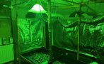 Разбиха нарколаборатория в София с 2 700 стръка марихуана