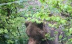 Почина танцуващият мечок Чарли от парка край Белица