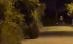 ГОСТЕНКА: Мечка се разходи из столичния квартал “Бояна” (ВИДЕО)