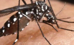 напаст атакуват тигрови комари атакуват какви рисковете ухапване