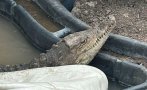 Крокодилът Кроко от „Ботунец“ е под карантина в новия си дом Крокодилът Кроко от „Ботунец“ е под карантина в новия си дом