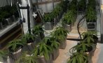 разбиха домашна наркооранжерия впечатляващи екстри снимки