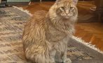котката волен добре български пенсионер снимки