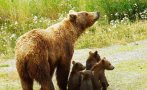 зачестиха набезите мечки севлиевско хората страхуват