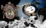 учени установиха наличието нов инвазивен вид кърлежи турция