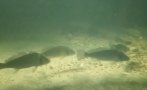 миграция екзотични риби черно море