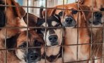 глоба 119 хил евро незаконна търговия животни гърция