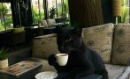 невиждана истерия откриха пумата беглец гушка божинката култови снимки