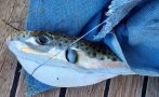 внимание смъртоносна риба плува черно море