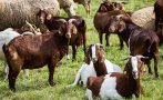 четири пловдивски общини пламнаха шарка дребните преживни животни