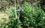 Високо в планината: Разкриха 6 плантации с канабис, има двама задържани