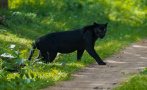 нова серия видяха черният леопард шуменския квартал мътница