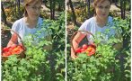 шоу нинова цъфна берачка домати сръфаха еверест качи влезе парламента