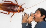 ужас десетки хора сигнализираха летящи хлебарки