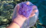 Опасни лилави медузи се появиха в Гърция - какво да правите при ужилване