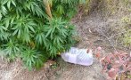 Полицията във Варна разби оранжерия за коноп, закопча братя рецидивисти