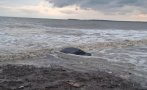 ужасът продължава спасител удави бурното море влас видео