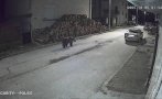 Мечка дебне в община Доспат (СНИМКА)