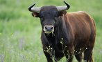 Възрастен мъж загина след нападение от бик в село Ракитница