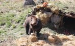 Мечките в Белица се стягат за големия зимен сън