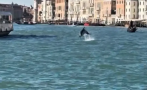 ЦЯЛА ИТАЛИЯ ГЛЕДА ВЕНЕЦИЯ: Делфинът Мимо върза на фльонга властите