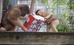 приматите столичния зоопарк получиха подаръци