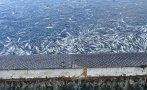 тревожен сигнал огромно количество умряла риба карловското село войнягово